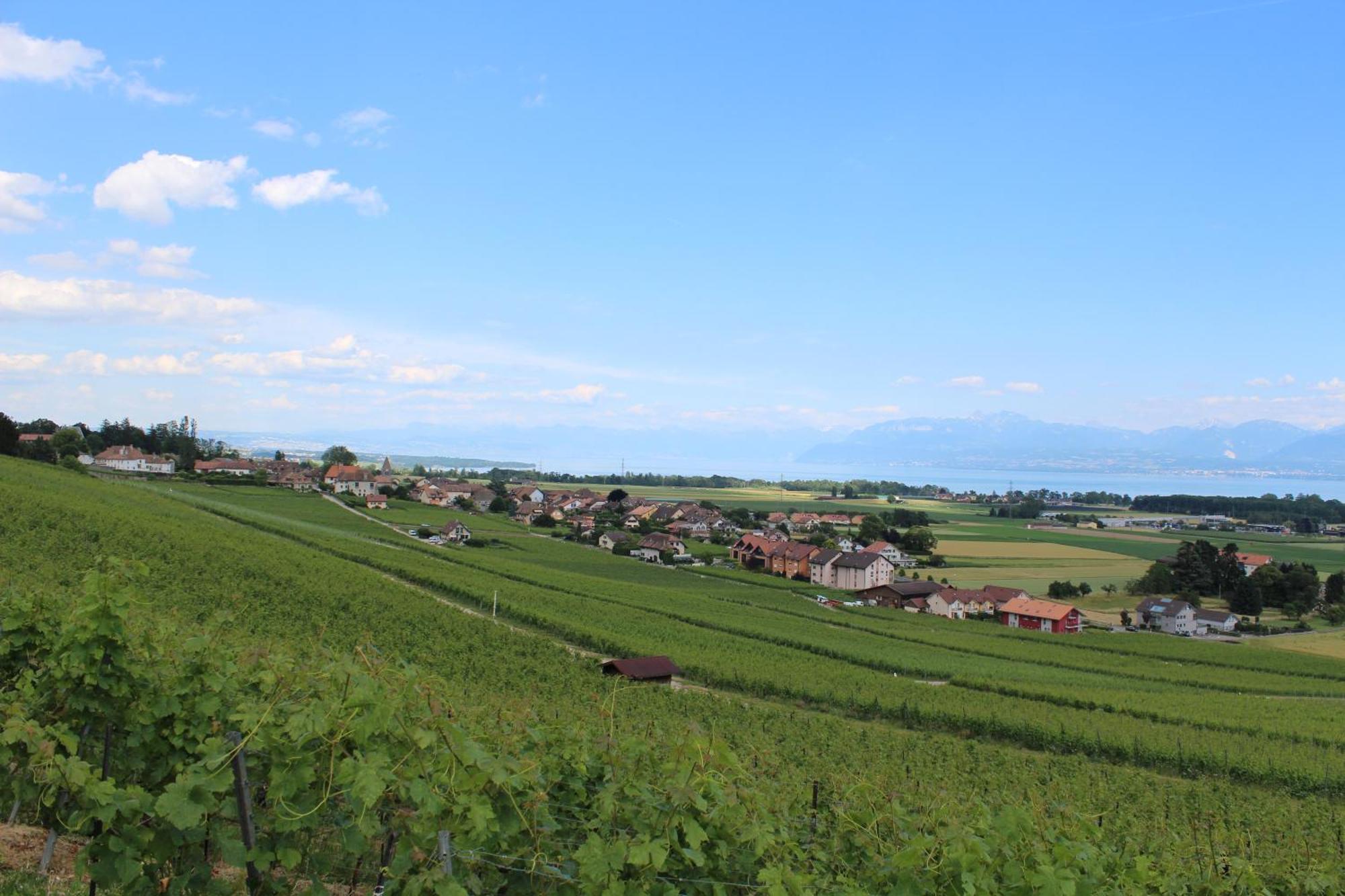 Au Coeur Du Vignoble Sur Bursins Bed & Breakfast Exterior photo